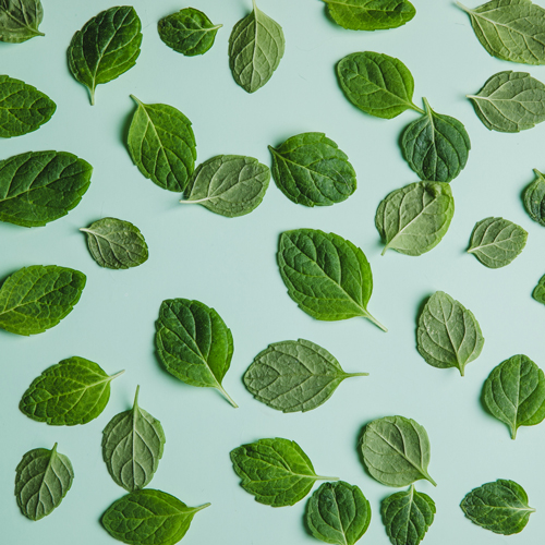 mint leaves on blue background