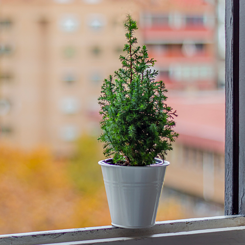 spruce tree plant on window sill
