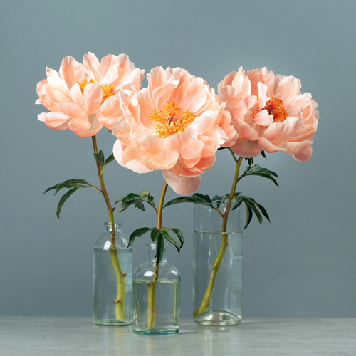 Three blossoming pastel-coral peonies in a glass vases on a table on gray background.