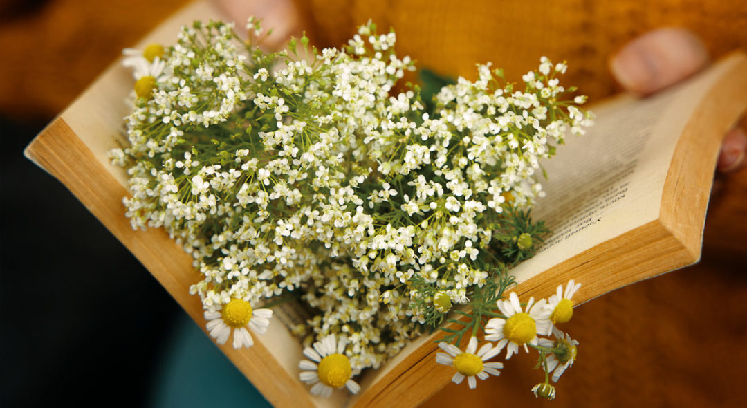 Woman Holding Book With Daisies Inside