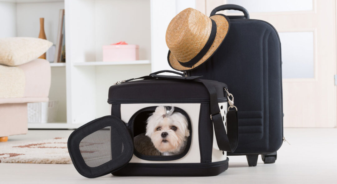 Dog sitting in his transporter