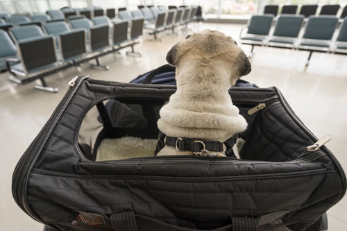 Pug in a travel bag