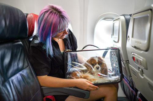 woman on airplane with her pet in carry bag