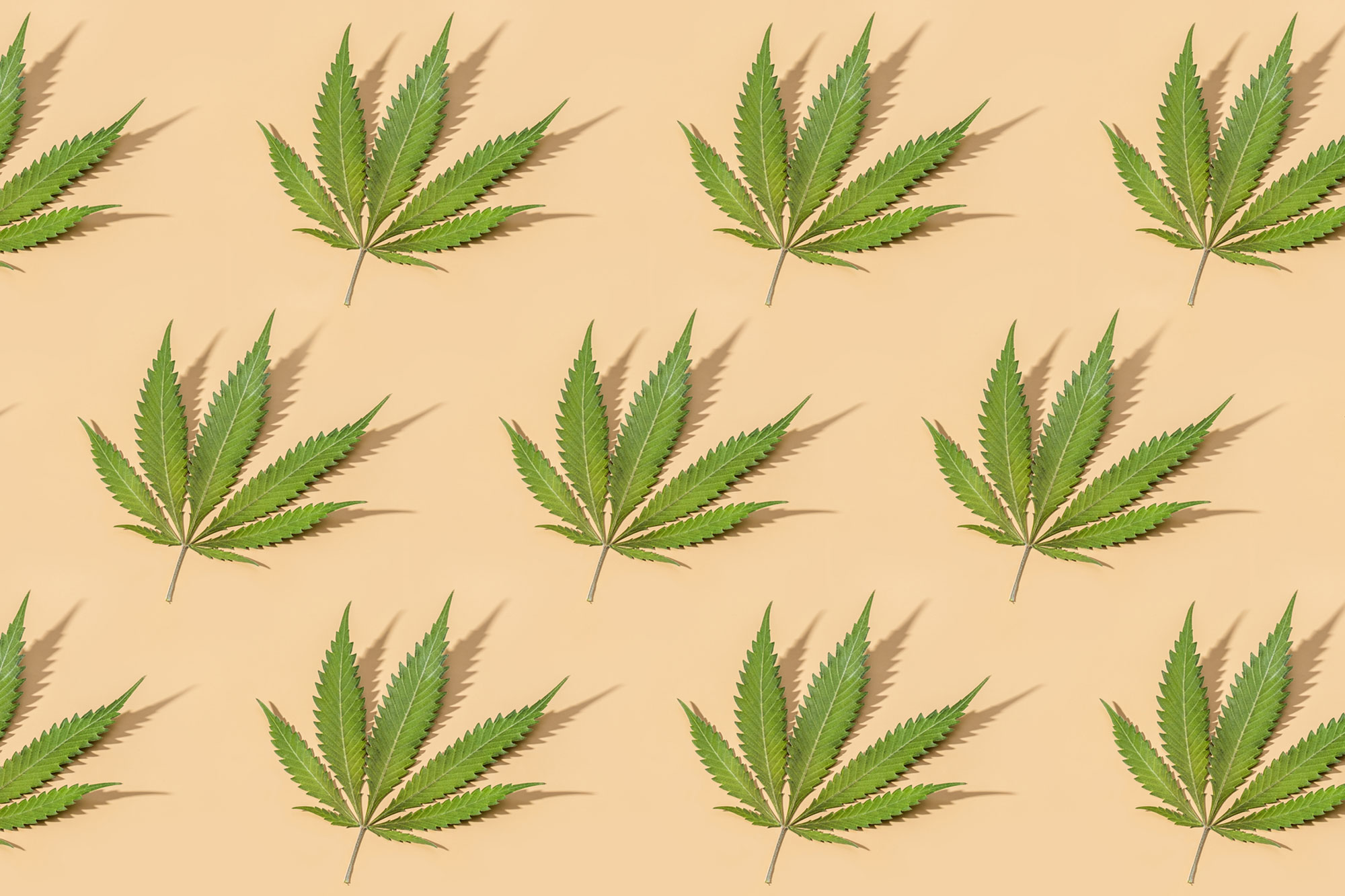 Cannabis leaves pattern on yellow background