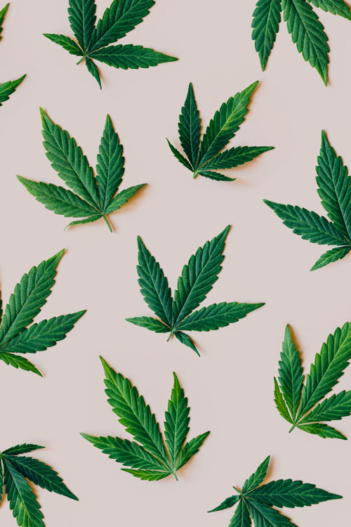 Cannabis leaves pattern on pink background