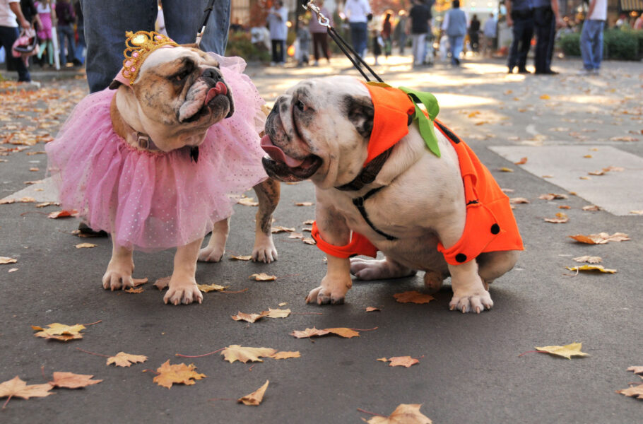 Two bulldogs dressed-up for Halloween